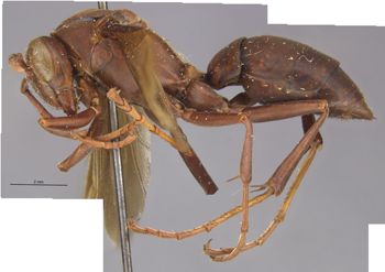 Media type: image;   Entomology 36002 Aspect: habitus lateral view